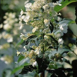 Hydrangea paniculata 'October Bride'