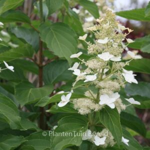 Hydrangea paniculata 'Papillon'
