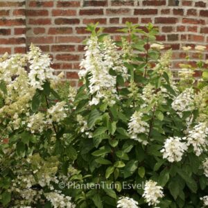 Hydrangea paniculata 'Pee Wee'