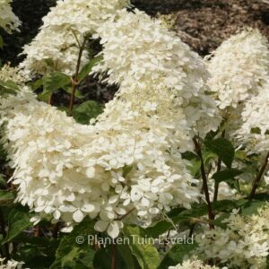 Hydrangea paniculata 'Phantom'