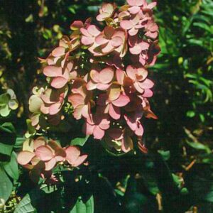Hydrangea paniculata 'Pink Beauty'