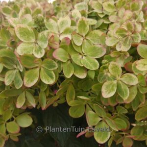 Hydrangea paniculata 'Rencolor' (PASTEL GREEN