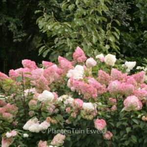 Hydrangea paniculata 'Renhy' (VANILLE FRAISE)