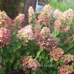 Hydrangea paniculata 'Ruby' (ANGELS BLUSH)