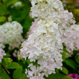Hydrangea paniculata 'SMHPFL' (FIRE LIGHT)