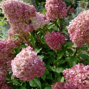 Hydrangea paniculata 'SMHPPINKA' (PINKACHU)