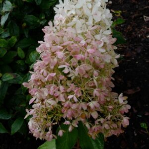 Hydrangea paniculata 'SMHPRZEP' (ZINFIN DOLL)