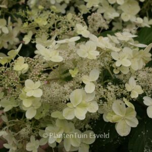 Hydrangea paniculata 'Savill Lace'