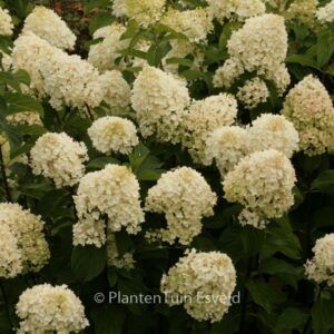 Hydrangea paniculata 'Silver Dollar'