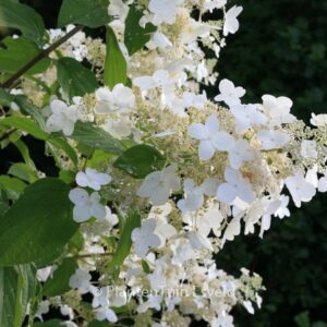 Hydrangea paniculata 'Skylight'