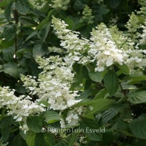 Hydrangea paniculata 'Tardiva'