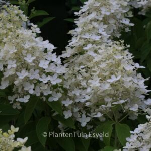 Hydrangea paniculata 'Vlasveld 02' (CONFETTI)