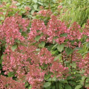 Hydrangea paniculata 'Wim's Red'