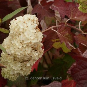 Hydrangea quercifolia 'Black Porch'