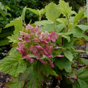 Hydrangea quercifolia 'Doughill' (GATSBY STAR)