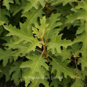Hydrangea quercifolia 'Haopr010' (ICE CRYSTAL)