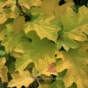 Hydrangea quercifolia 'Little Honey'