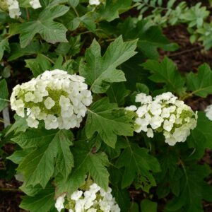 Hydrangea quercifolia 'Munchkin'