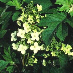 Hydrangea quercifolia 'Pee Wee'