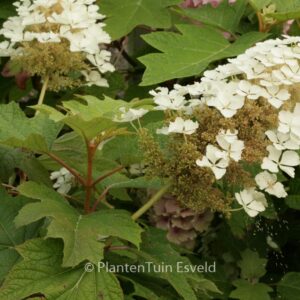 Hydrangea quercifolia 'Tennessee Clone'