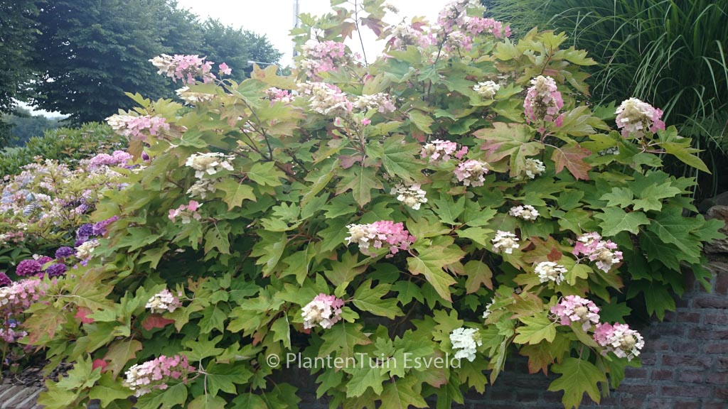 Hydrangea quercifolia