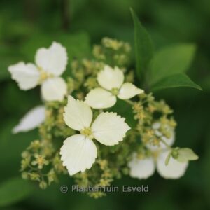 Hydrangea scandens macrosepala