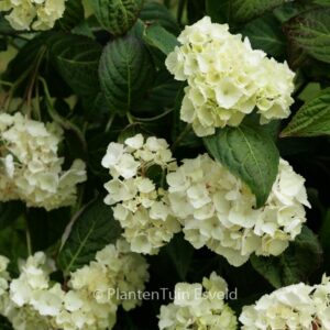 Hydrangea serrata 'Beni-temari'