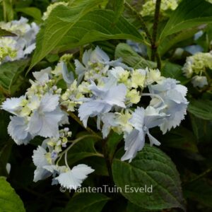 Hydrangea serrata 'Blue Deckle'