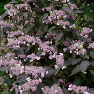 Hydrangea serrata 'Chappell Cherry'