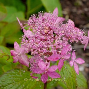 Hydrangea serrata 'Fugen-no-hana'
