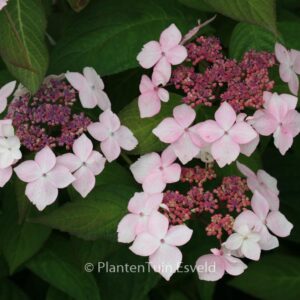 Hydrangea serrata 'Grayswood'