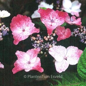 Hydrangea serrata 'Intermedia'