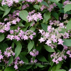 Hydrangea serrata 'Mikata-yae'