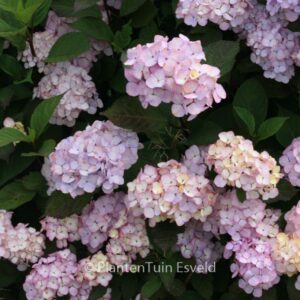 Hydrangea serrata 'Preziosa'