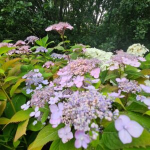 Hydrangea serrata 'Sasa-no-mai'