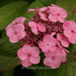 Hydrangea serrata 'Seikai'
