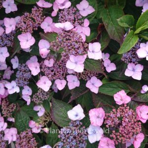 Hydrangea serrata 'Spreading Beauty'