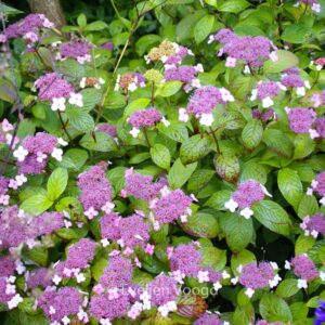 Hydrangea serrata oamacha