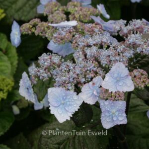Hydrangea serrata yesoensis