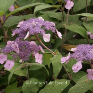 Hydrangea villosa 'Anthony Bullivant'