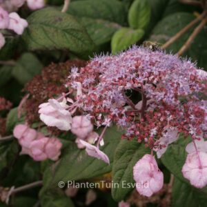 Hydrangea villosa 'Mauvette'