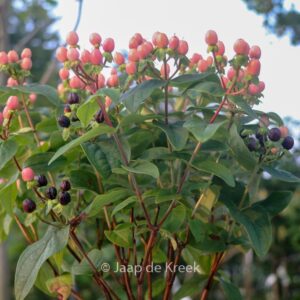 Hypericum 'Allblossom' (MIRACLE BLOSSOM)