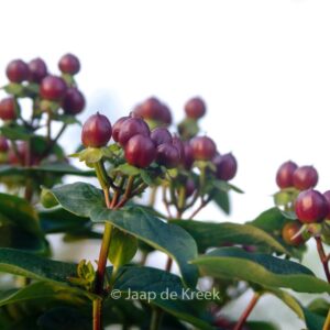 Hypericum 'Allmarvel' (MIRACLE MARVEL)