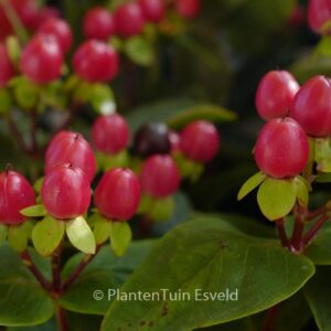 Hypericum 'Miracle Attraction'