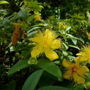 Hypericum calycinum