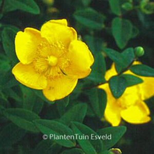 Hypericum dummeri 'Peter Dummer'
