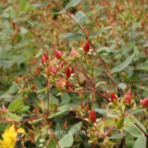 Hypericum forrestii