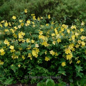 Hypericum inodorum 'Elstead'