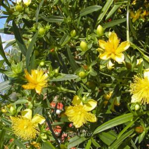 Hypericum kalmianum 'Gemo'