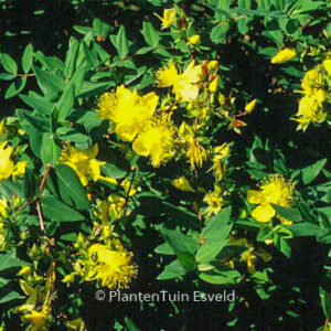 Hypericum kouytchense